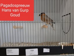 hans van gurp 